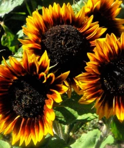 Lucinda's New Sow The Magic Sunflower Seed Packet