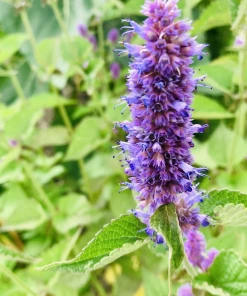 Lucinda's Sow The Magic Lavender Lovers Seed Packet