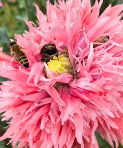 Lucinda's New Sow The Magic Poppy Seed Packet