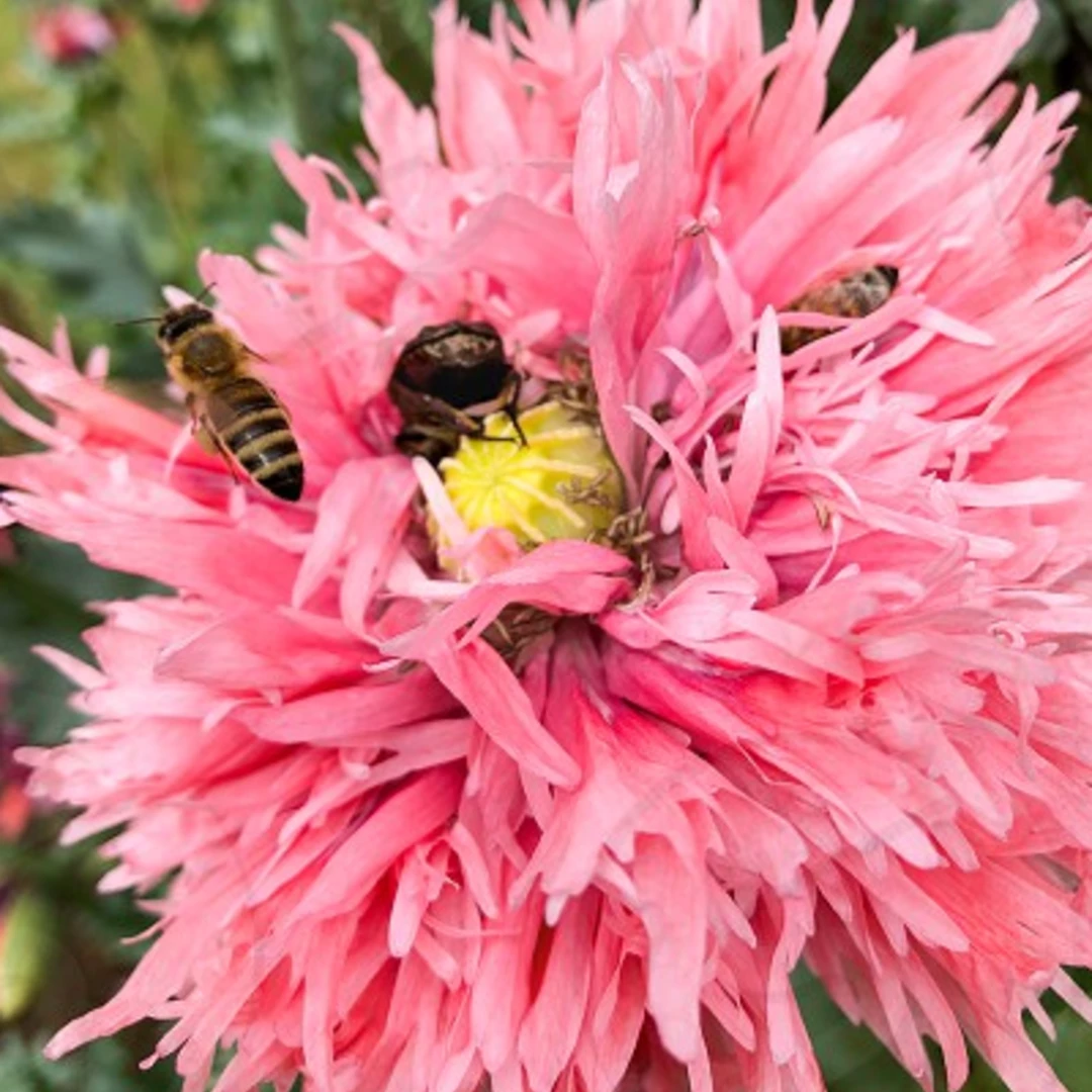 Lucinda's New Sow The Magic Poppy Seed Packet 4 Lucinda's New Sow The Magic Poppy Seed Packet