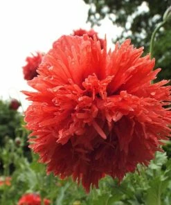 Lucinda's New Sow The Magic Poppy Seed Packet 9 Lucinda's New Sow The Magic Poppy Seed Packet