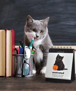 Lucinda's Daily Cattitudes 9 Lucinda's Daily Cattitudes