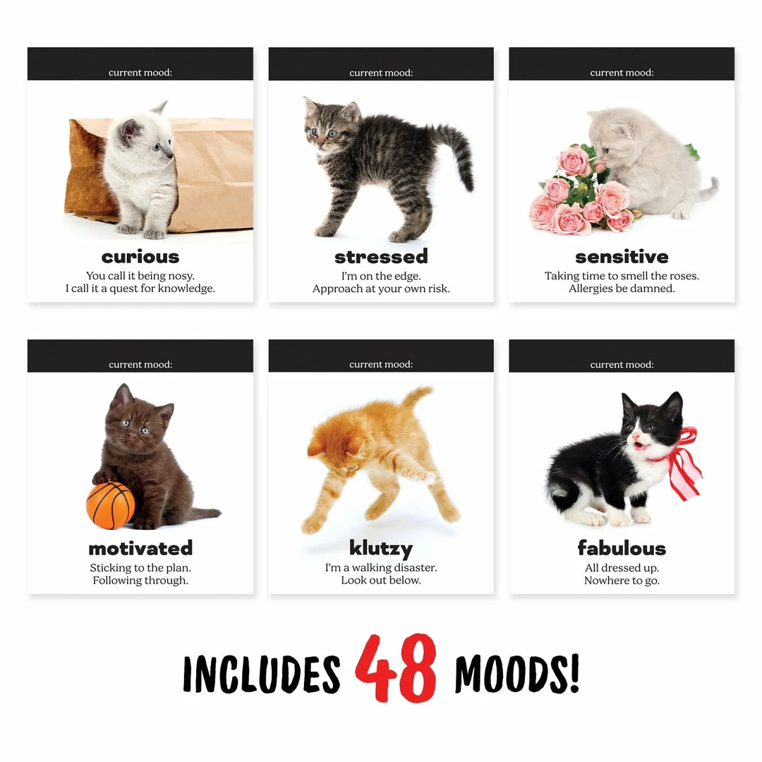 Lucinda's Daily Cattitudes 5 Lucinda's Daily Cattitudes