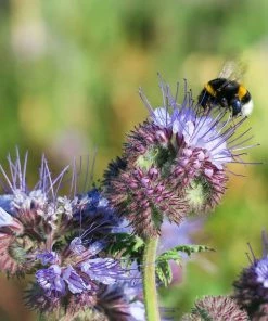 Lucinda's New Sow The Magic Empress Bee Seed Packet