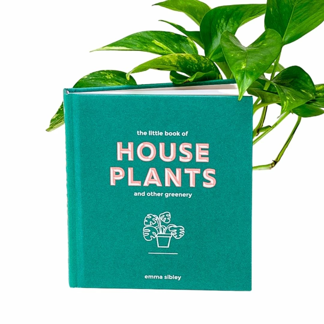 Lucinda's The Little Book Of House Plants 3 Lucinda's The Little Book Of House Plants