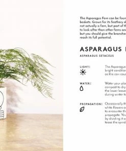 Lucinda's The Little Book Of House Plants 8 Lucinda's The Little Book Of House Plants