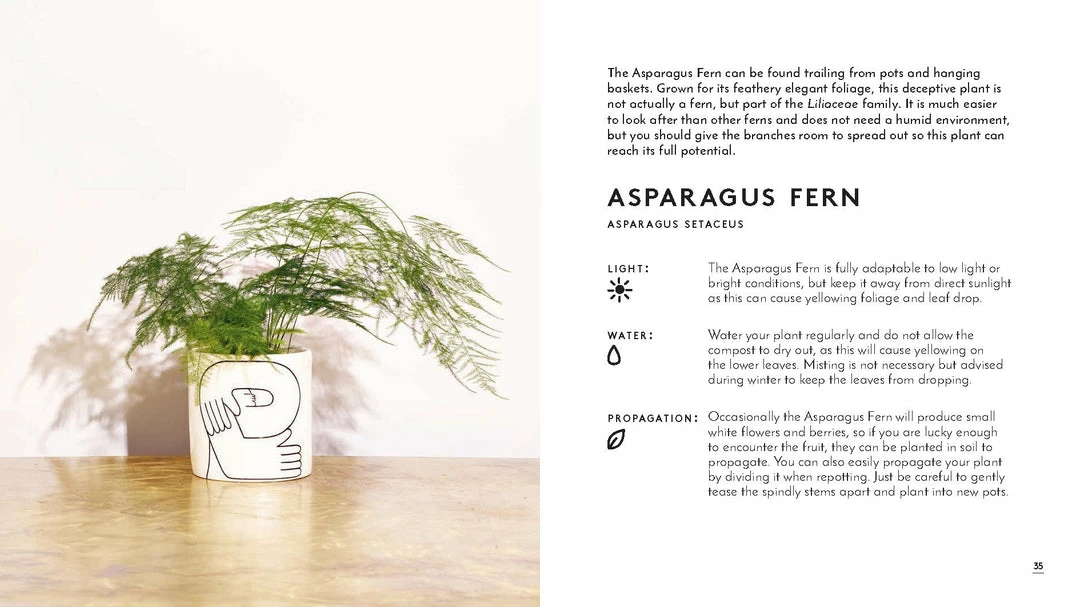 Lucinda's The Little Book Of House Plants 4 Lucinda's The Little Book Of House Plants