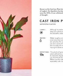Lucinda's The Little Book Of House Plants 9 Lucinda's The Little Book Of House Plants