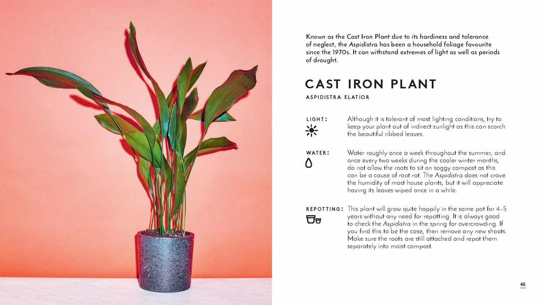 Lucinda's The Little Book Of House Plants 6 Lucinda's The Little Book Of House Plants
