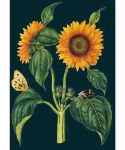 Lucinda's New Sunflower Card